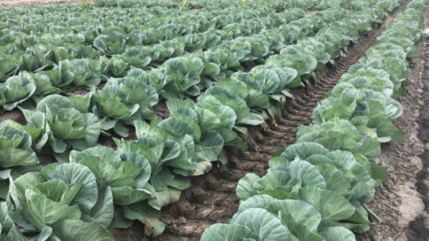 Hastings Cole Crops Field Day Edible Northeast Florida